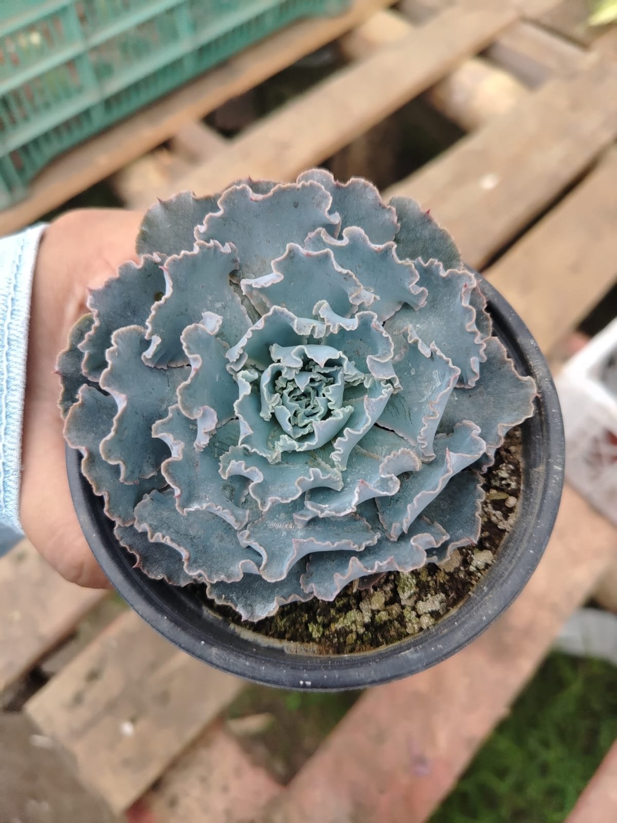 Echeveria - Imagen 2