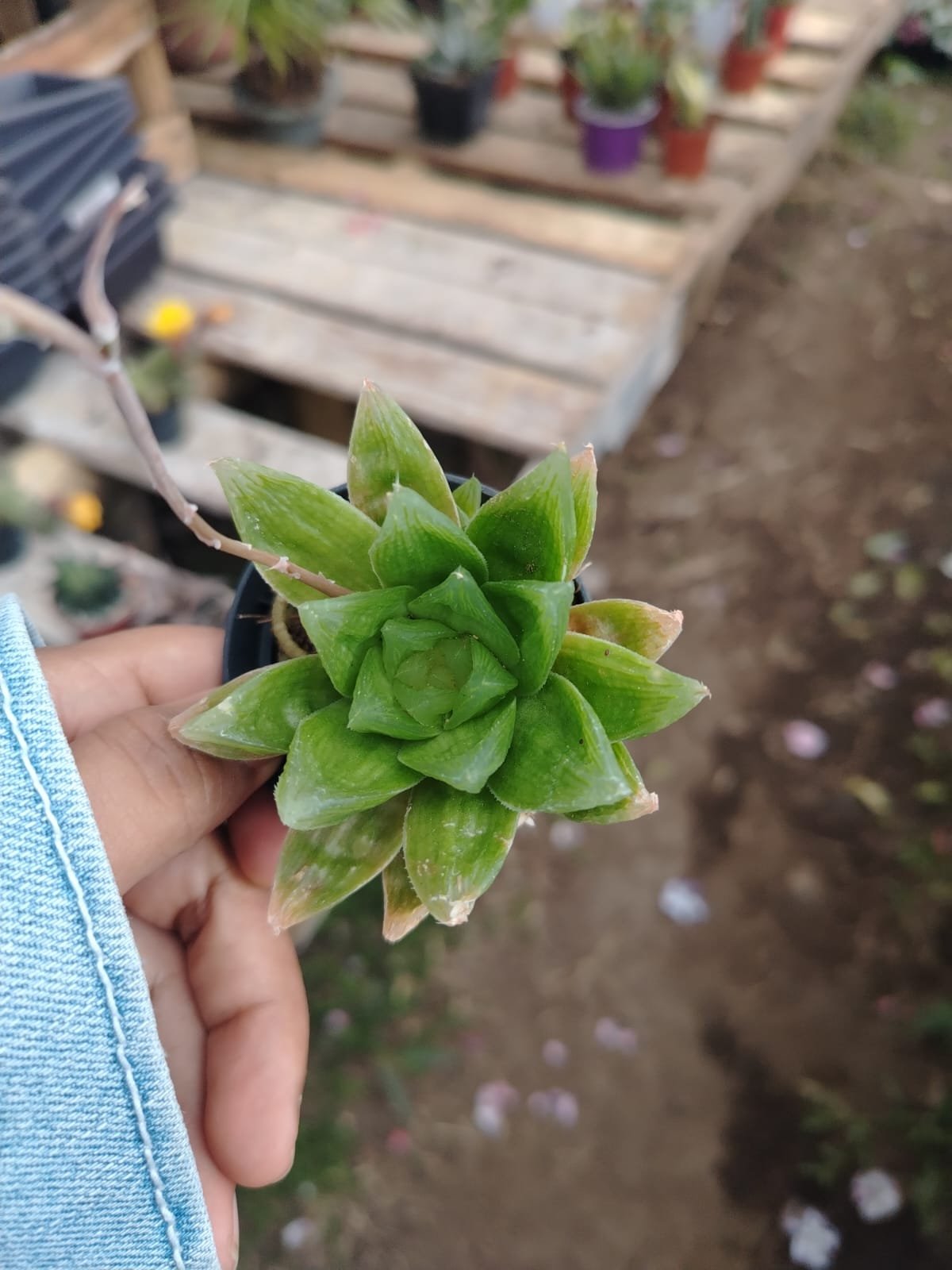 Haworthia - Imagen 2
