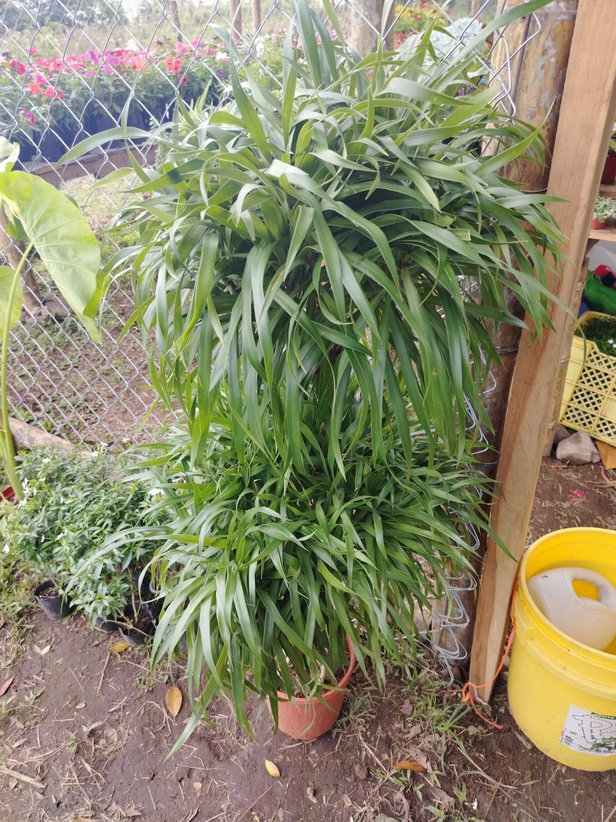 Philodendron de Colección (variado) - Imagen 6