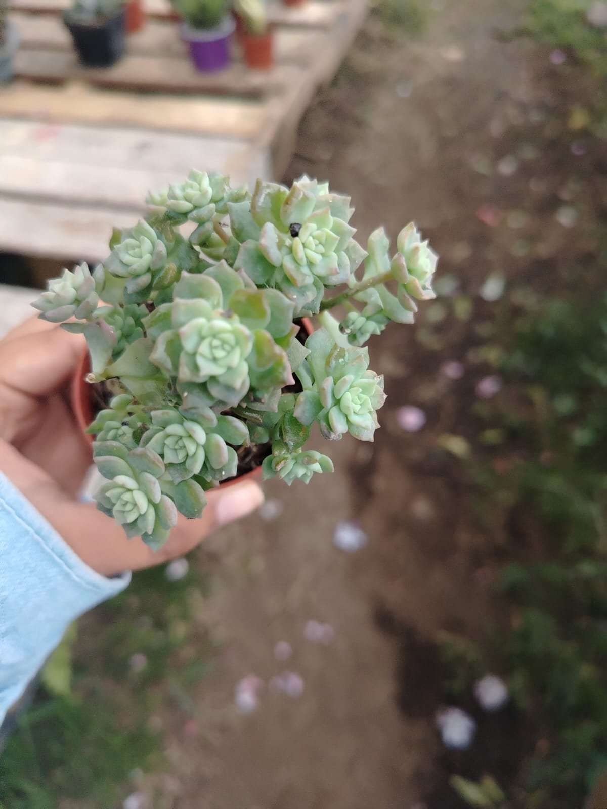 Echeveria - Imagen 4