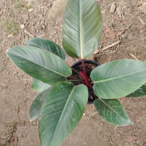 Philodendron de Colección (variado)