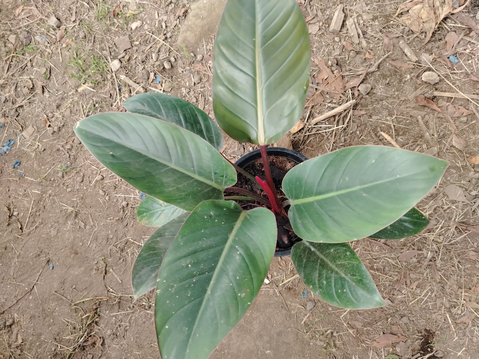Philodendron de Colección (variado)