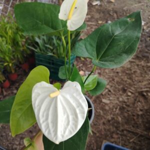 Anthurium Blanco