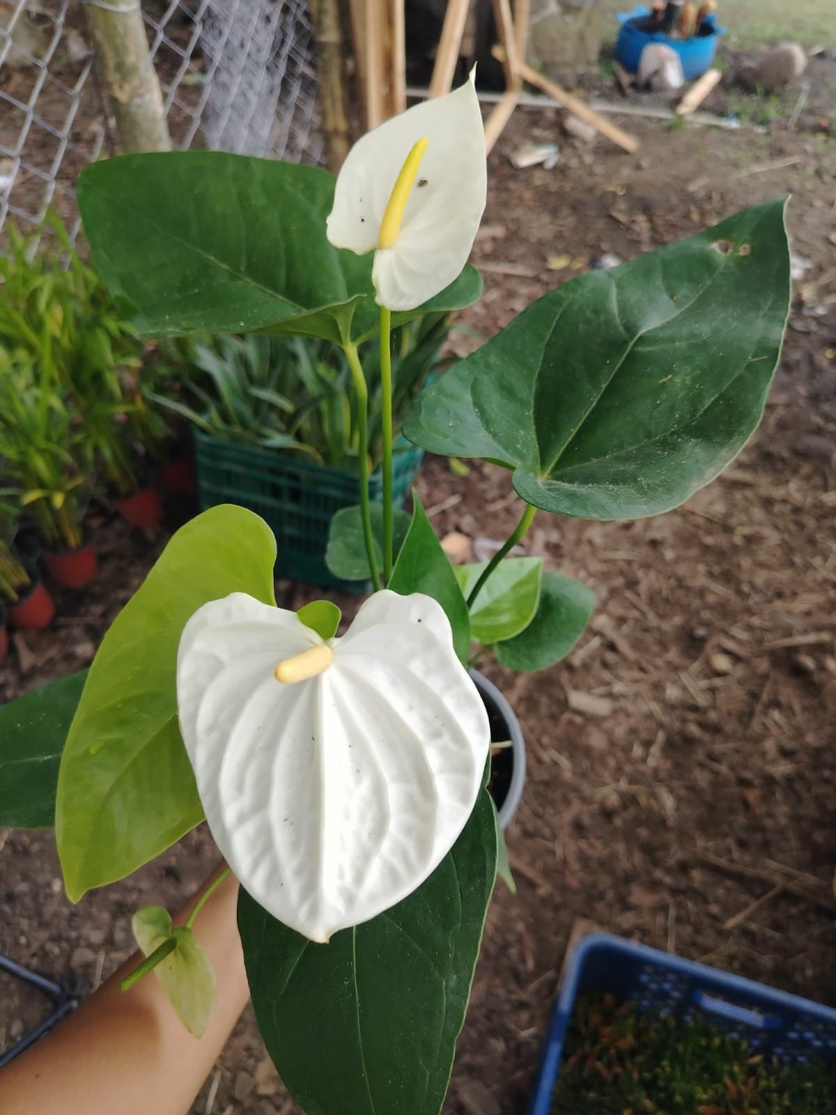 Anthurium Blanco