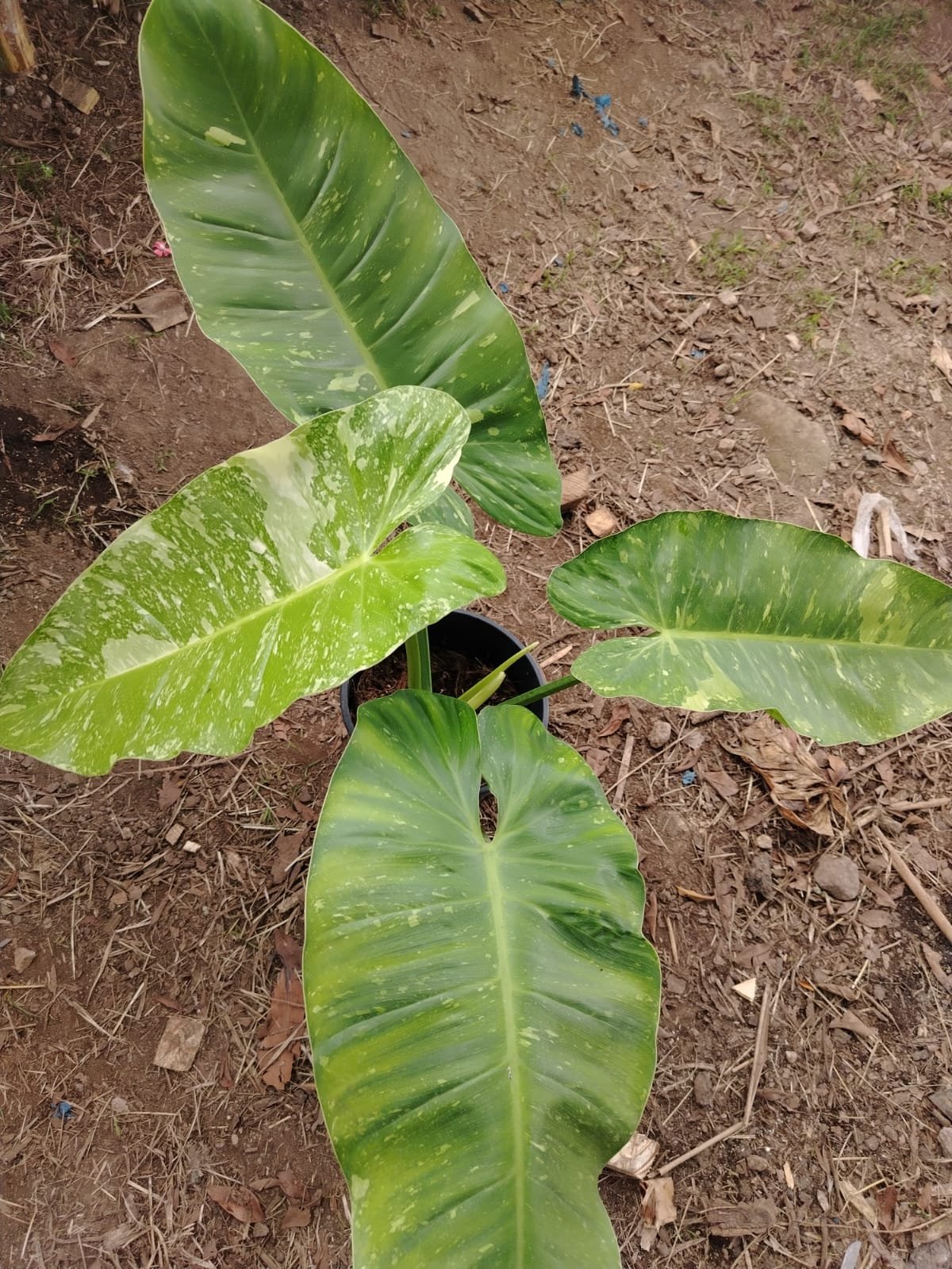 Philodendron de Colección (variado) - Imagen 2