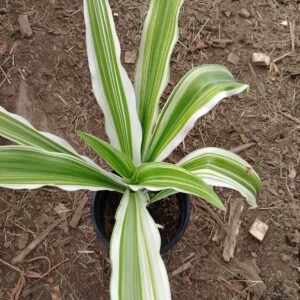 Dracaena / Cordyline Variegada