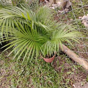 Palma Areca