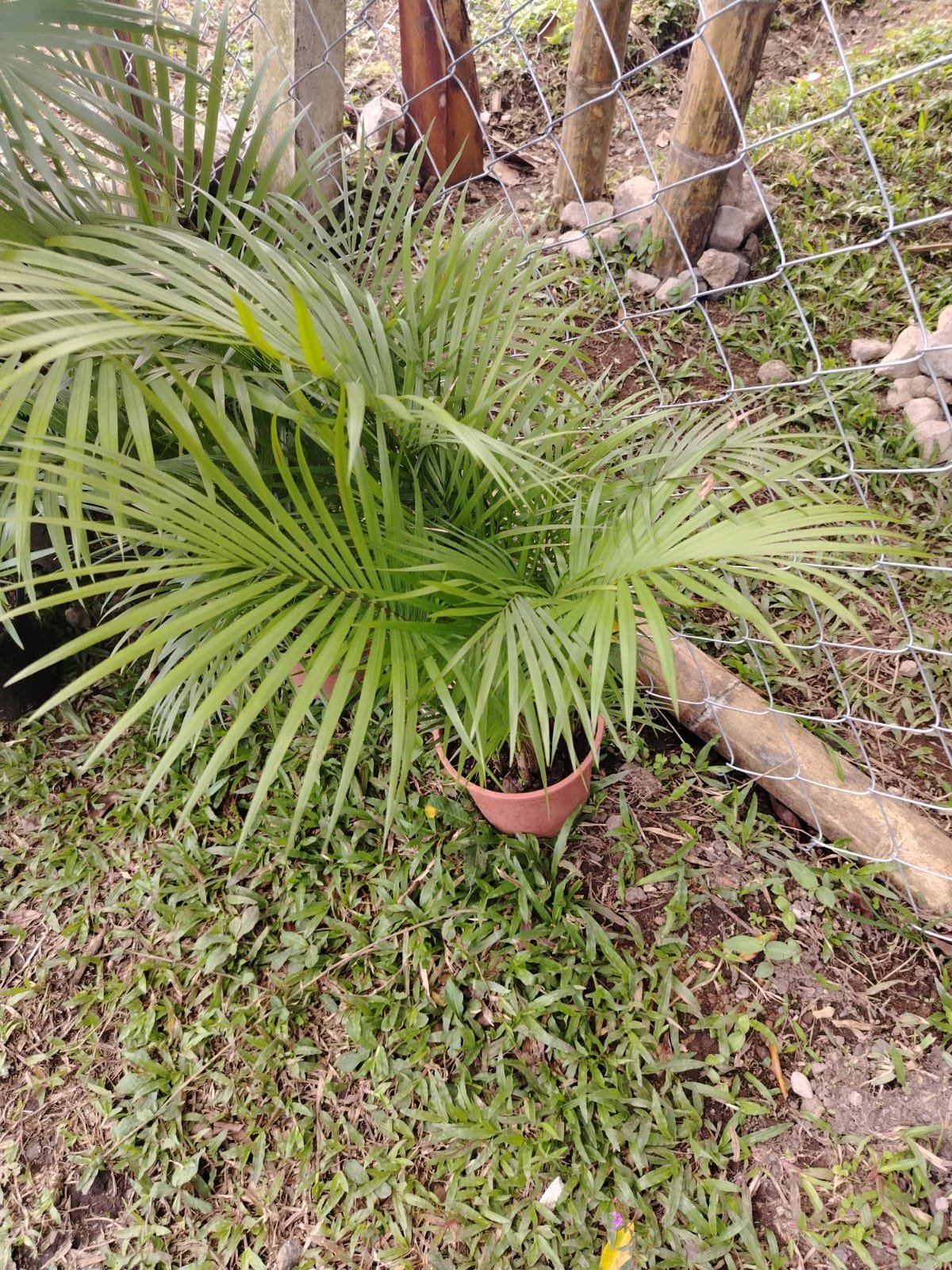 Palma Areca
