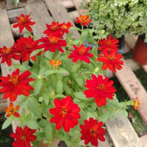 Zinnia