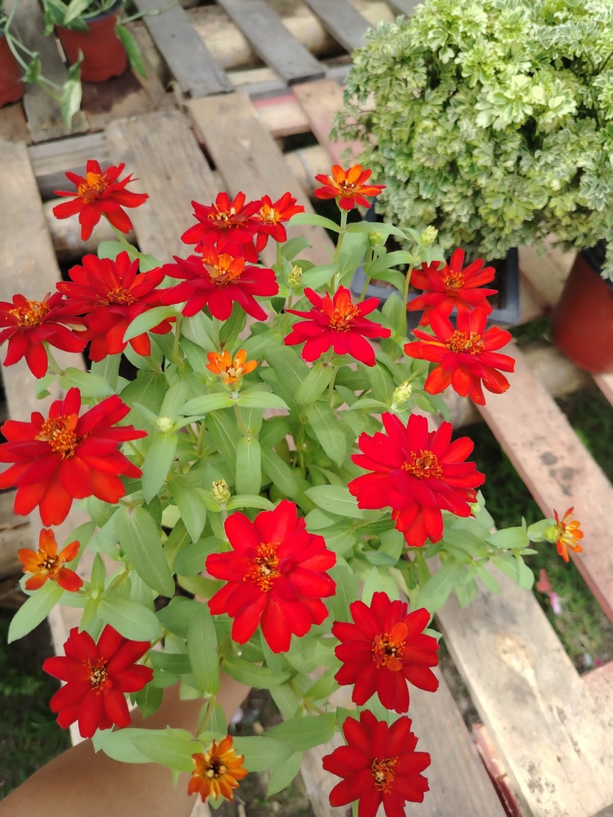 Zinnia