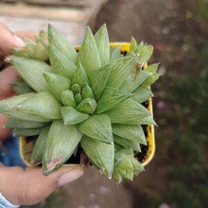 Haworthia
