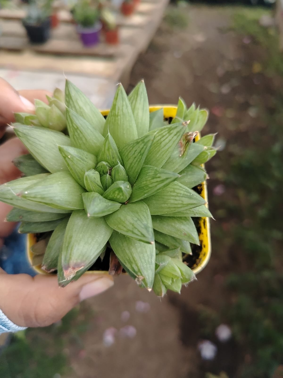 Haworthia