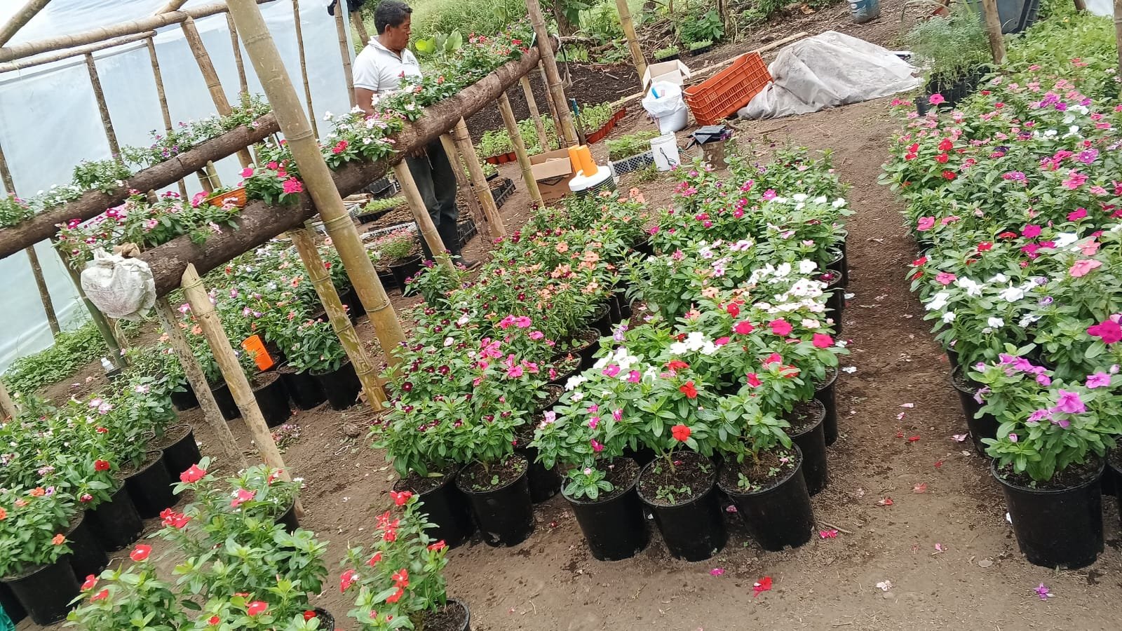 Vinca (Catharanthus) - Imagen 6