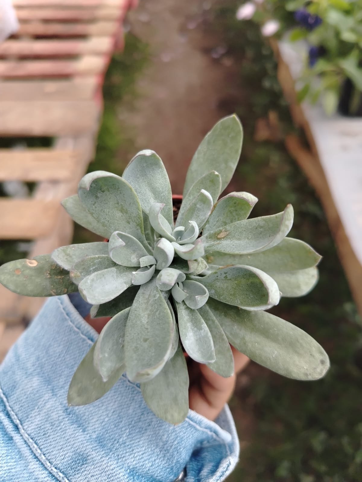 Echeveria - Imagen 6