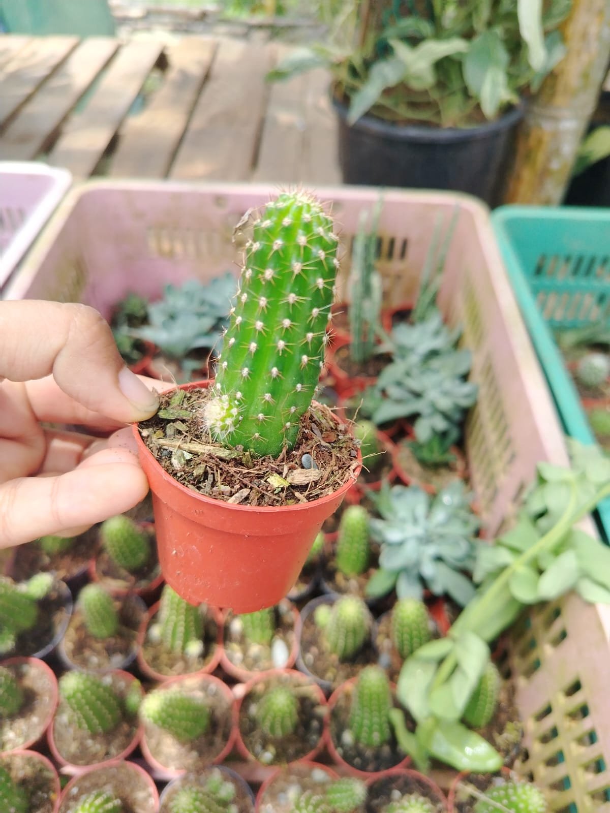 Colección Cactus y Suculentas - Imagen 2