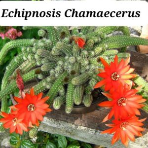 Cactus Gusano (Echinopsis chamaecereus)