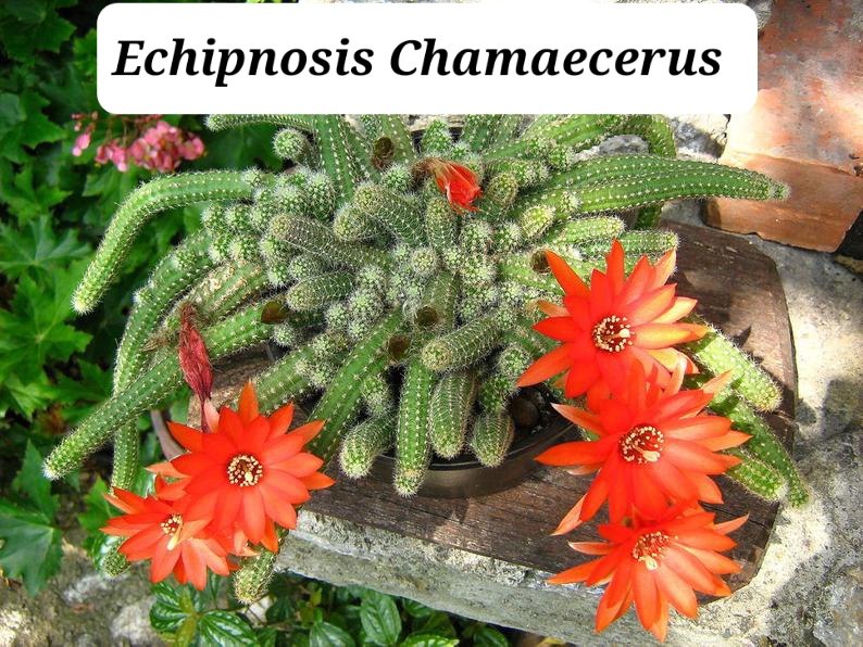 Cactus Gusano (Echinopsis chamaecereus)
