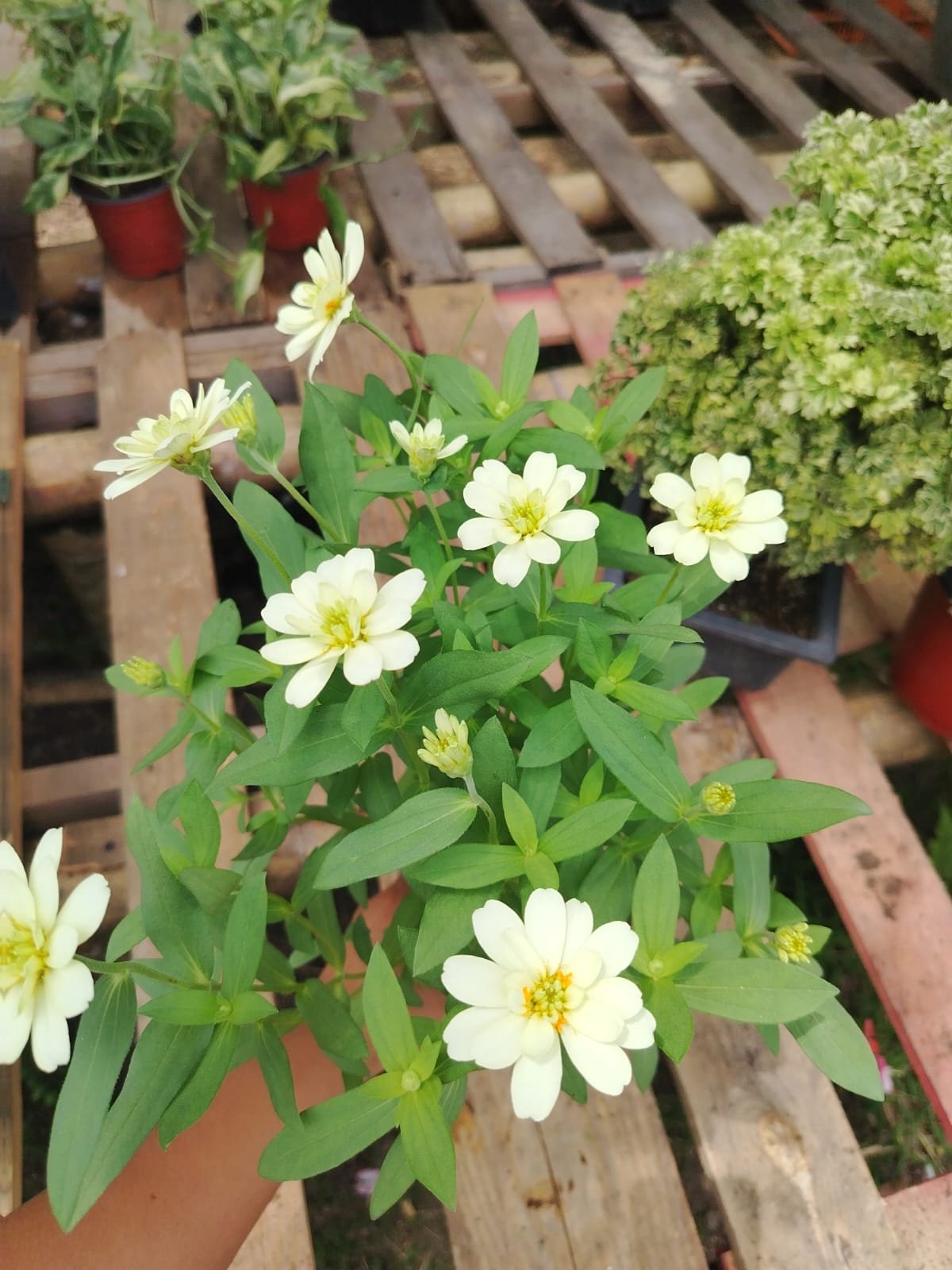 Zinnia - Imagen 3