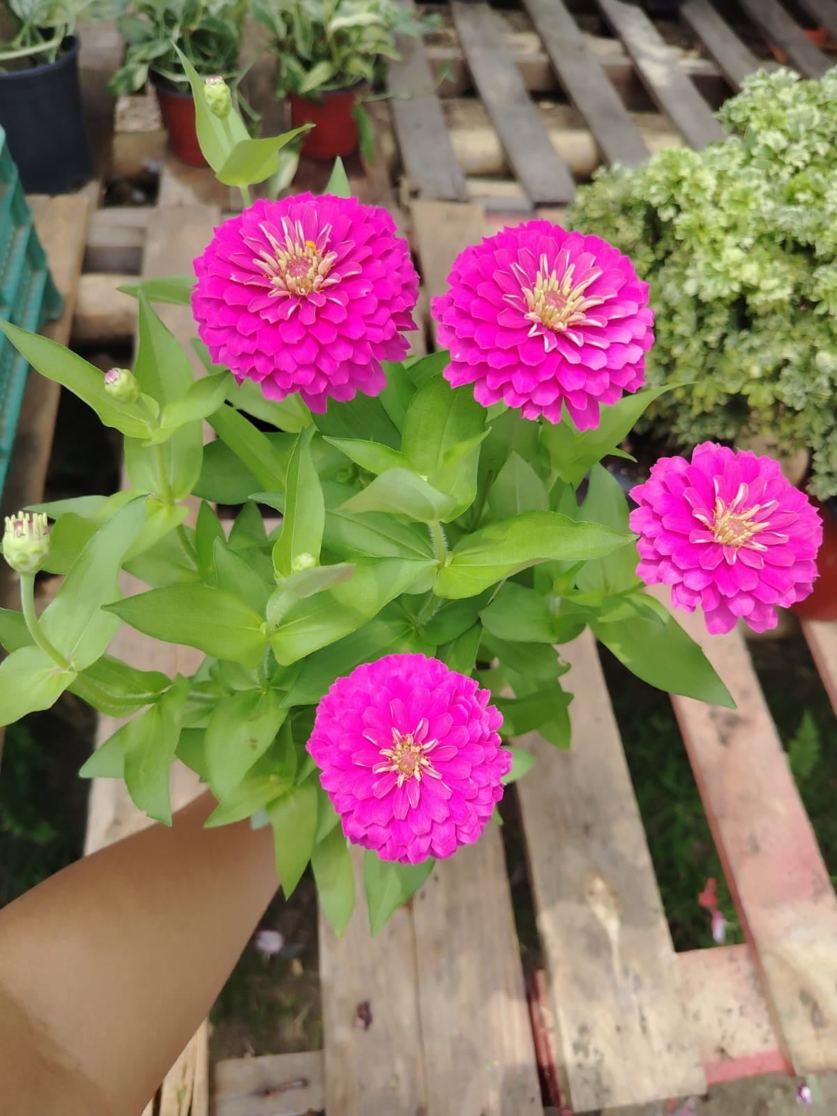 Zinnia - Imagen 4