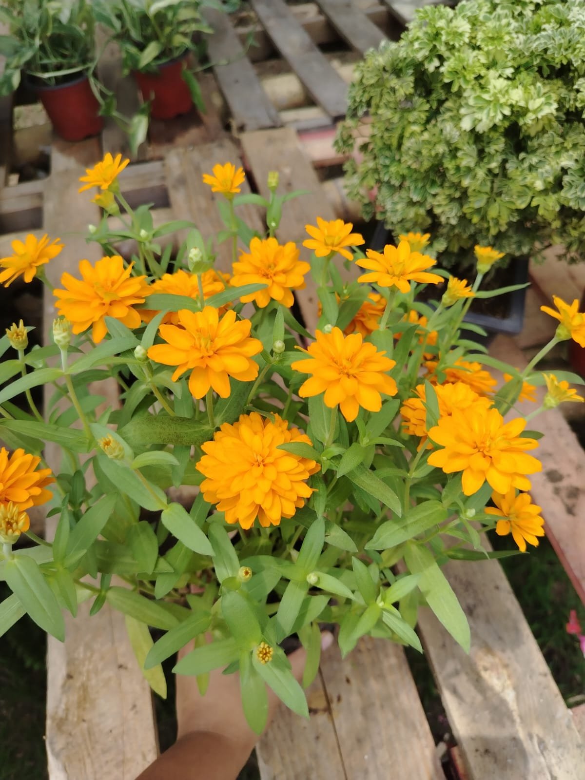 Zinnia - Imagen 2