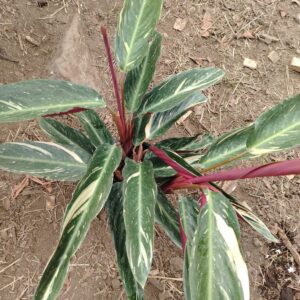 Calathea / Syngonium Variegado
