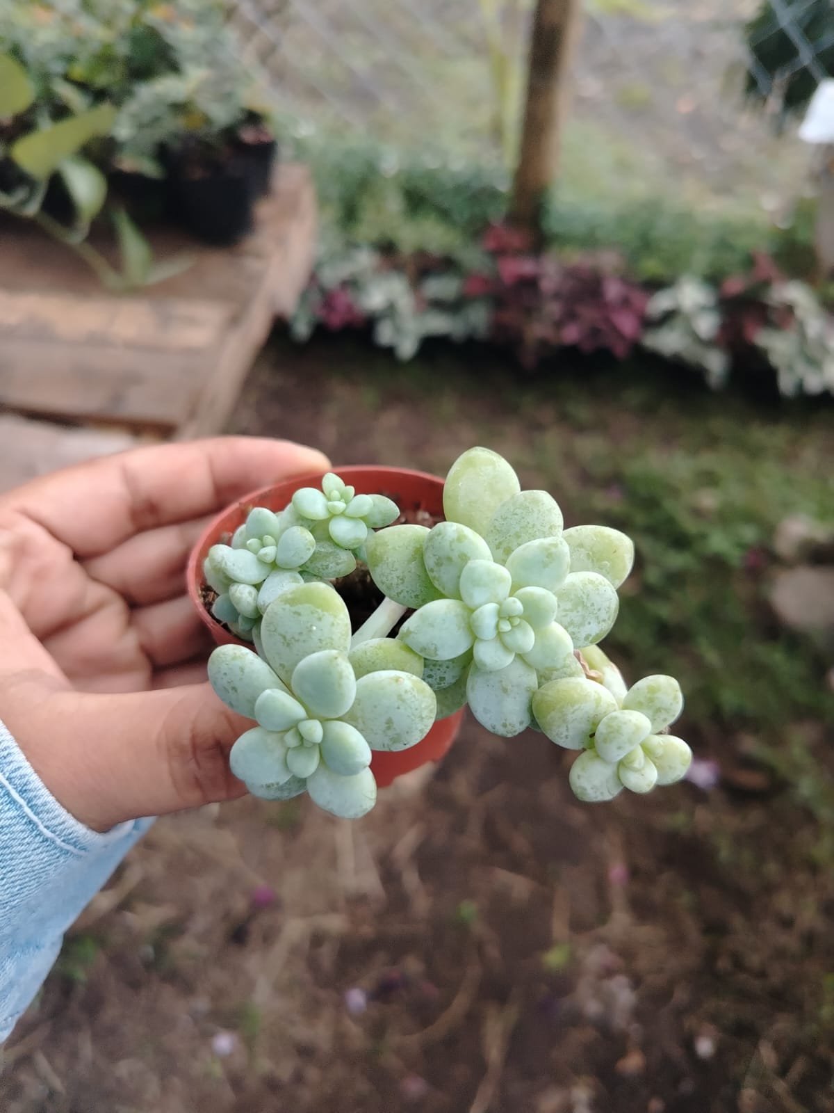 Suculentas Variadas (Sedum/Crassula) - Imagen 2