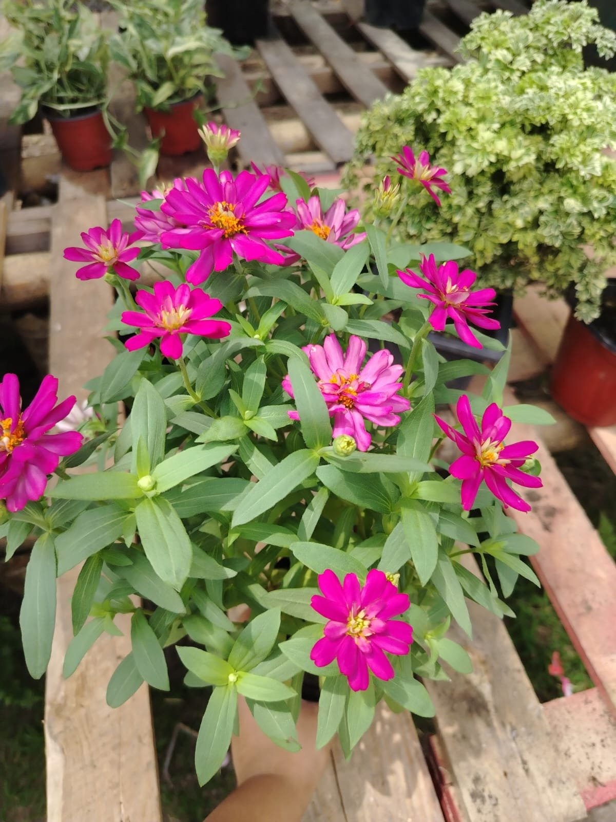 Zinnia - Imagen 5