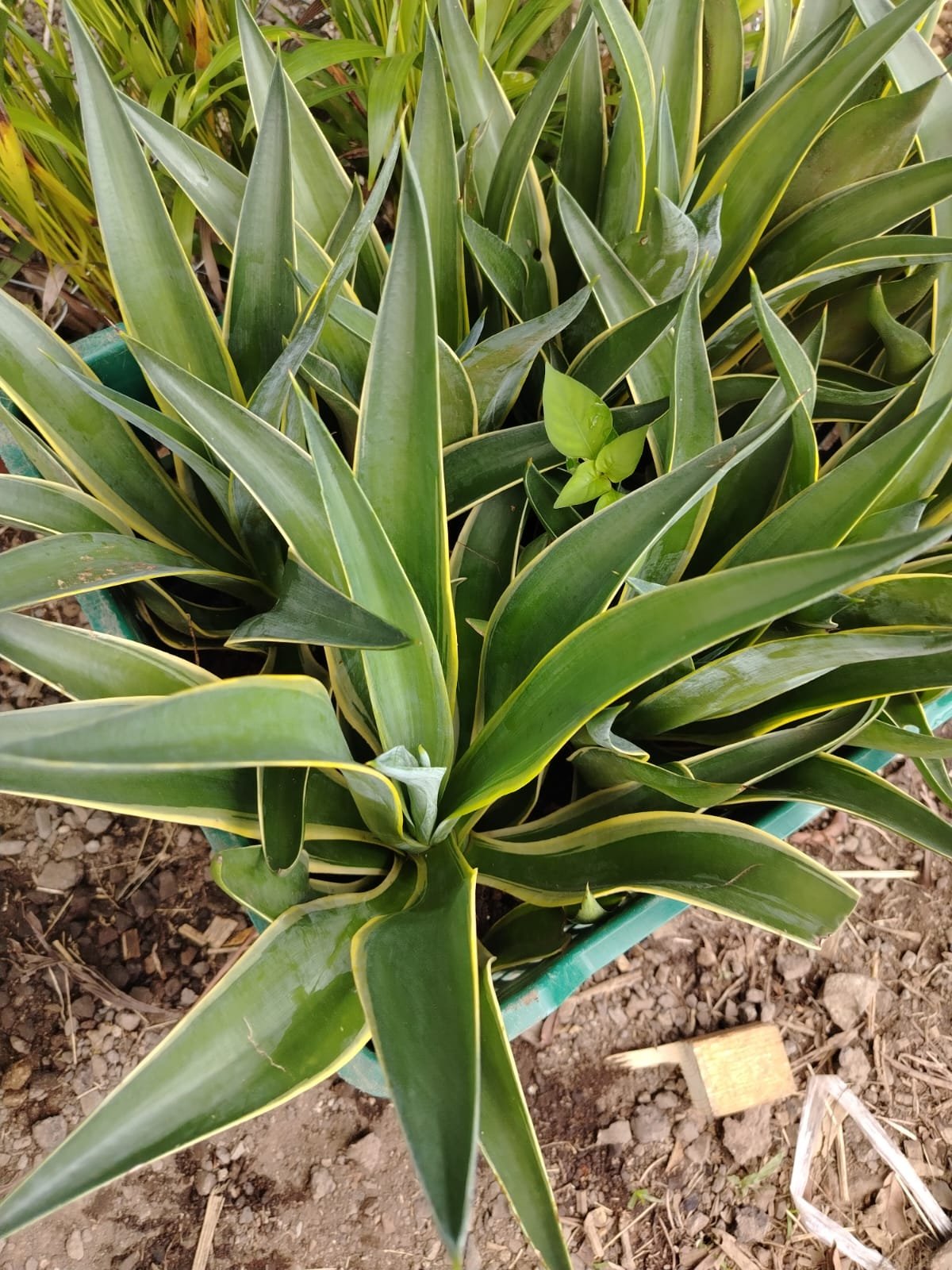 Philodendron de Colección (variado) - Imagen 4