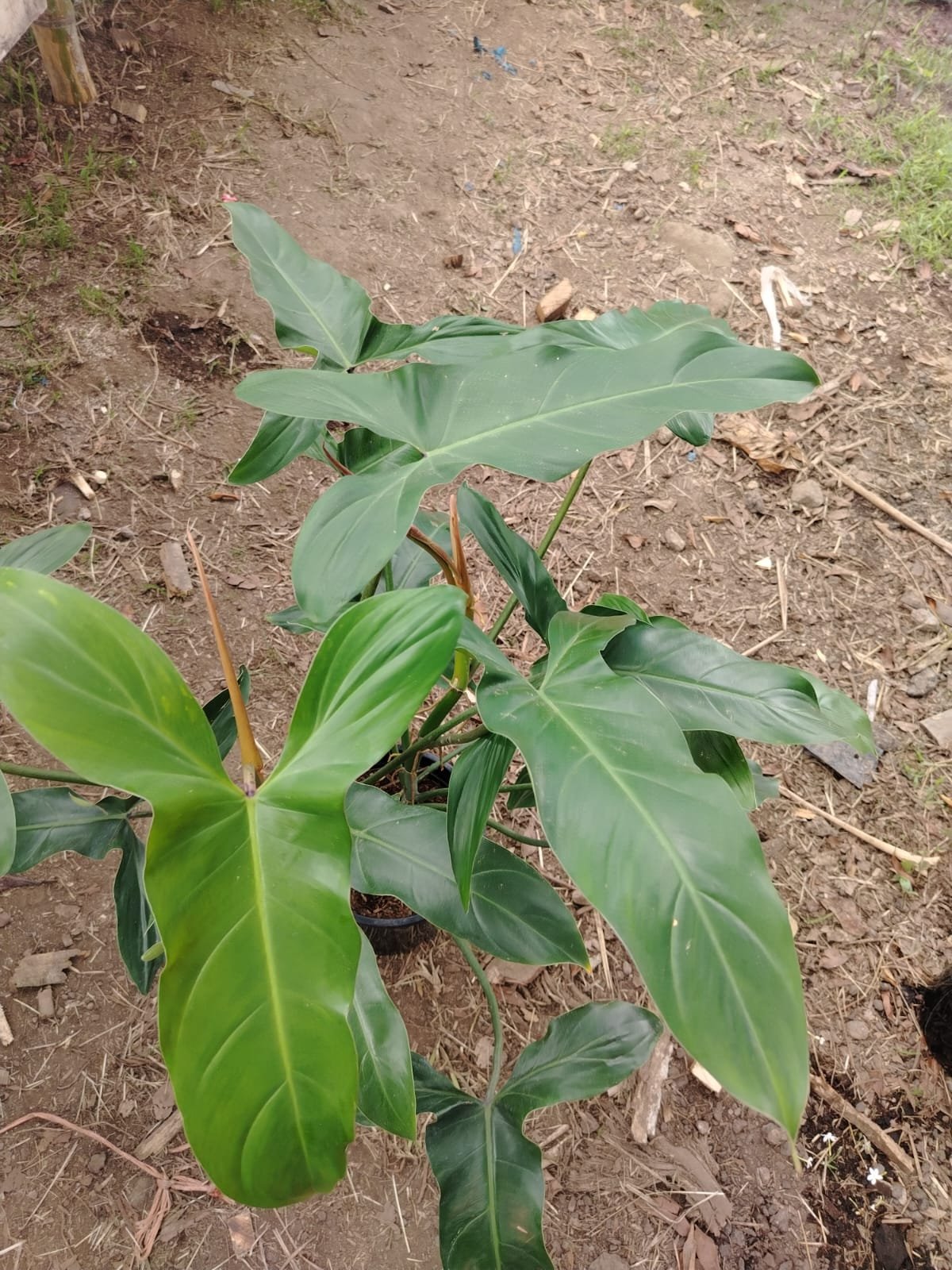 Philodendron de Colección (variado) - Imagen 3