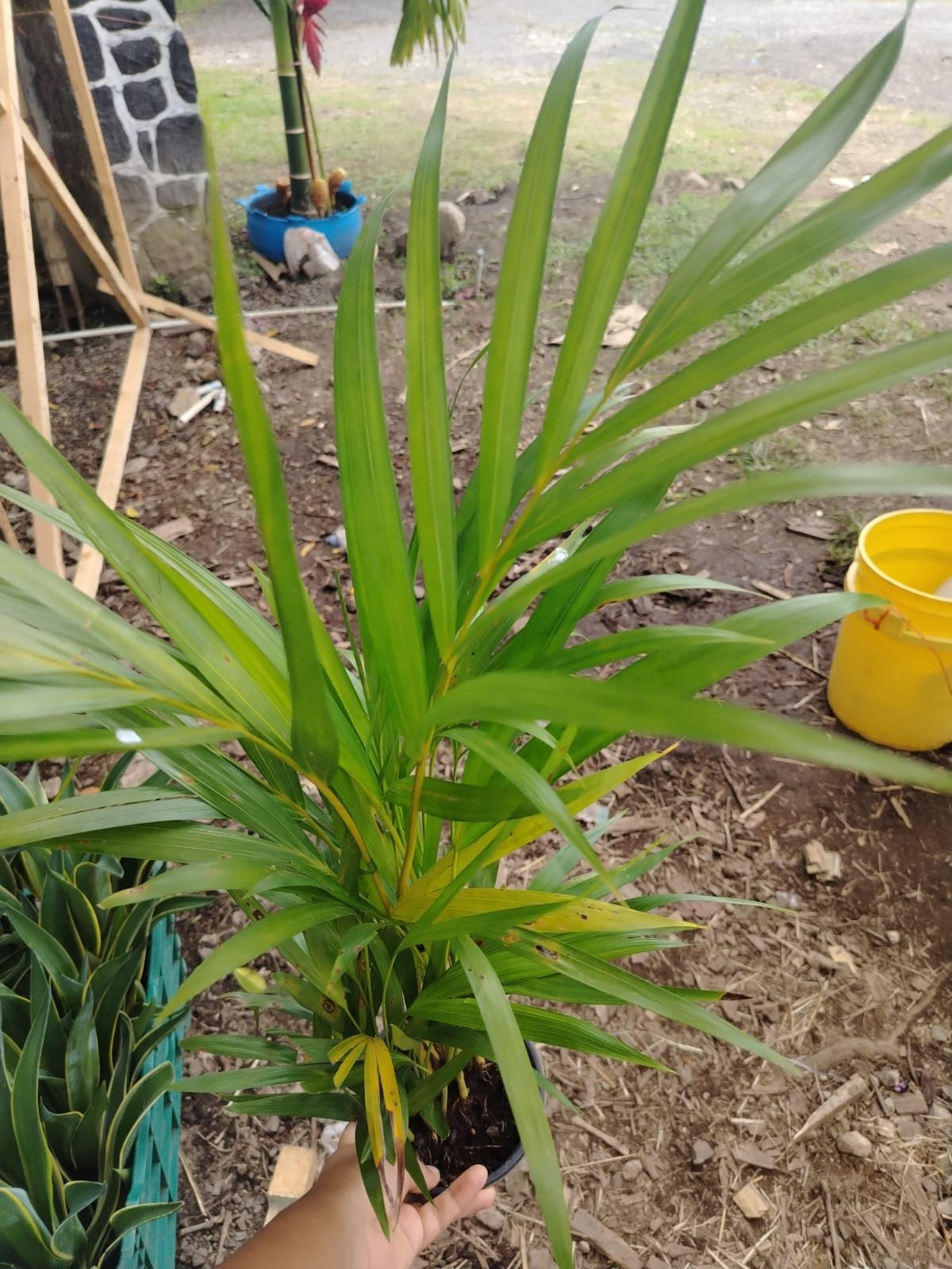 Palma Areca - Imagen 2