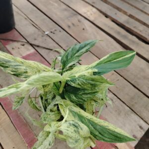 Pothos Variegado