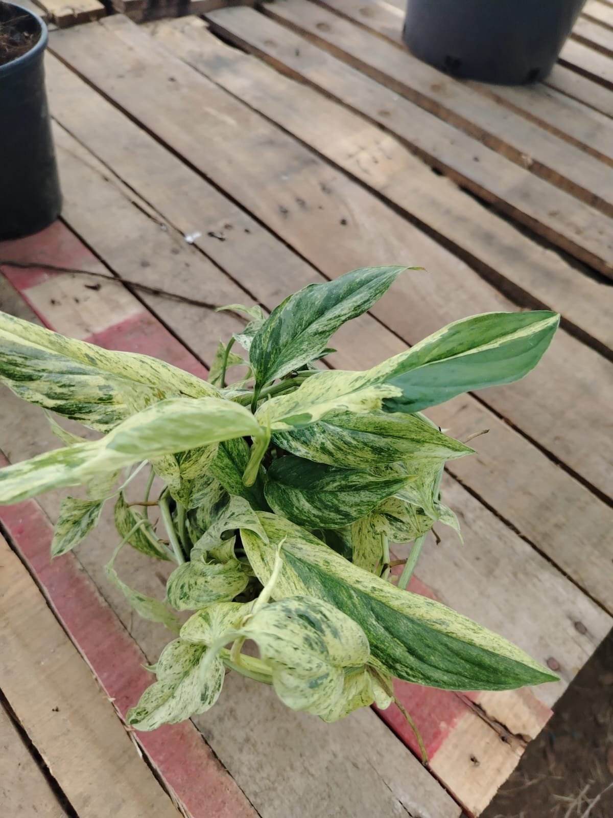Pothos Variegado