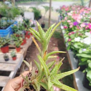 Aloe Vera