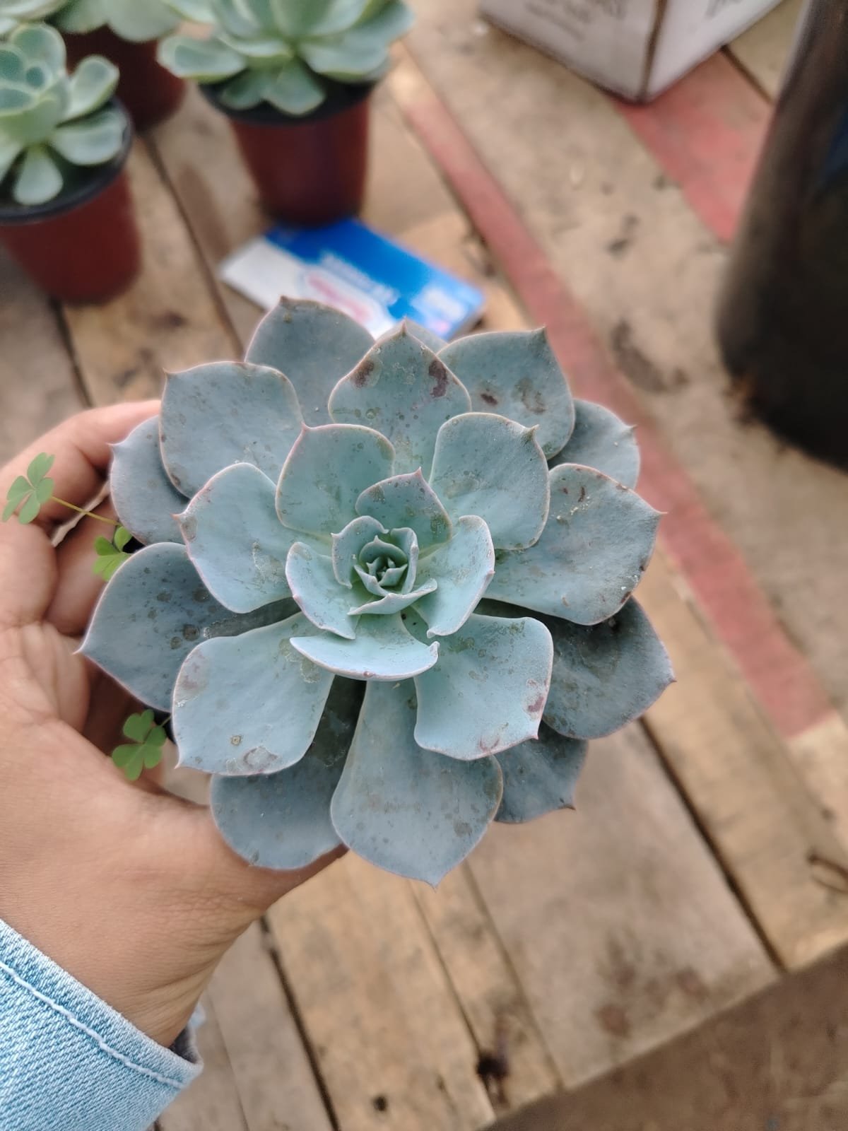 Echeveria - Imagen 3