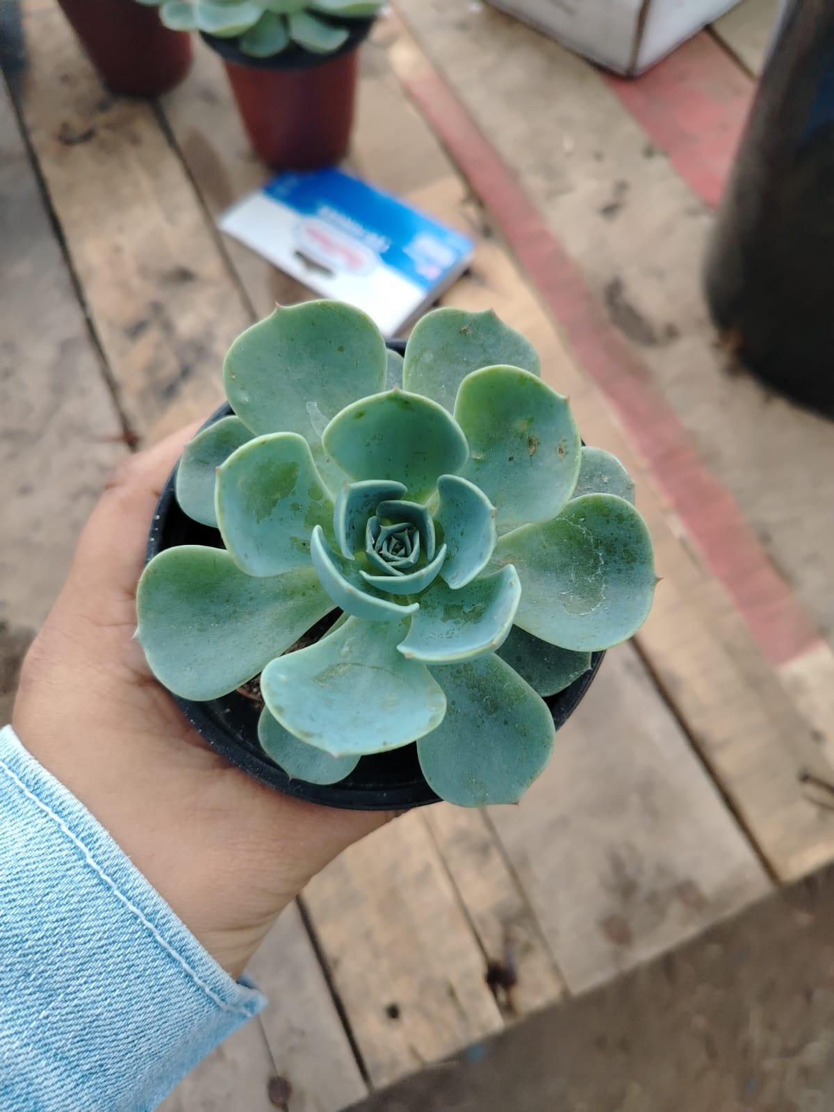 Echeveria - Imagen 5