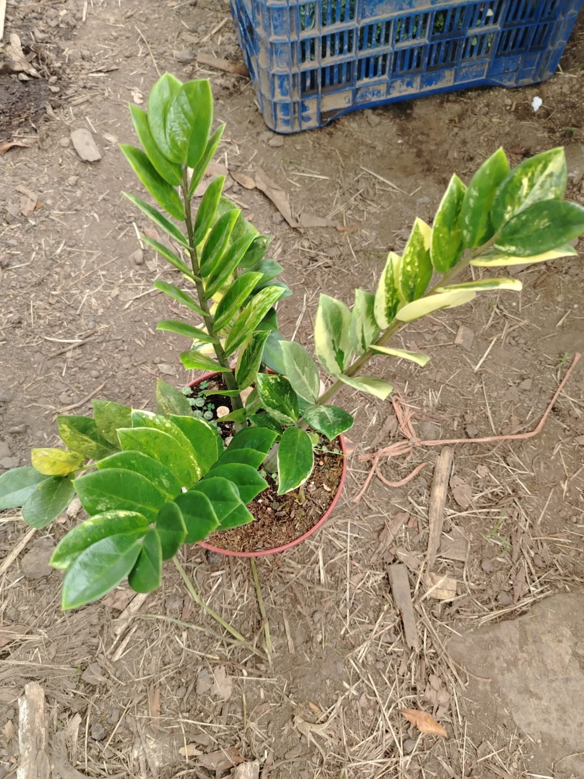 Zamia Variegada - Imagen 2