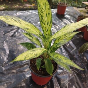 Aglaonema Pictum Variegado