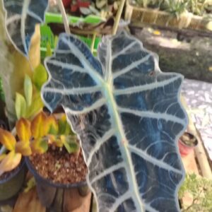 Alocasia Polly (hoja oscura)