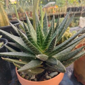 Aloe Tigre (roseta)