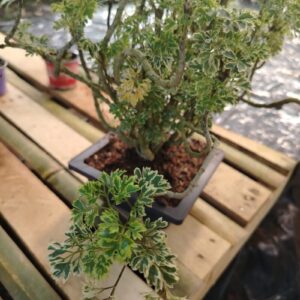 Chavelita Aralia Variegada