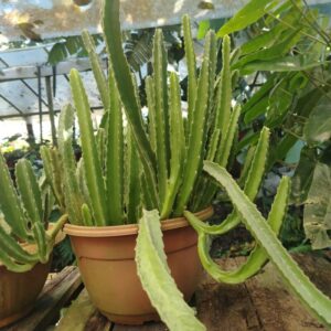 Euphorbia Candelabro