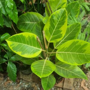 Ficus Elastica Variegado (chico)