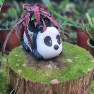 Maceta Creativa Panda