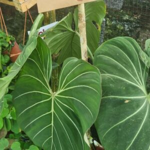 Philodendron Gloriosum