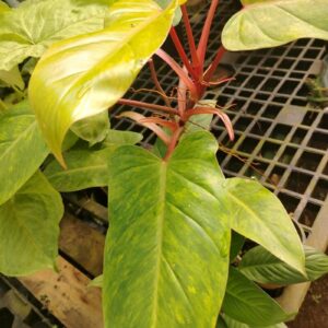 Philodendron Variegado (peciolo rojo)